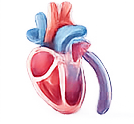 Heart illustration
