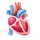 Heart illustration