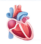 Heart illustration