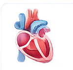 Heart illustration