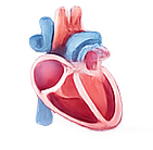Heart illustration