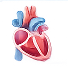 Heart illustration